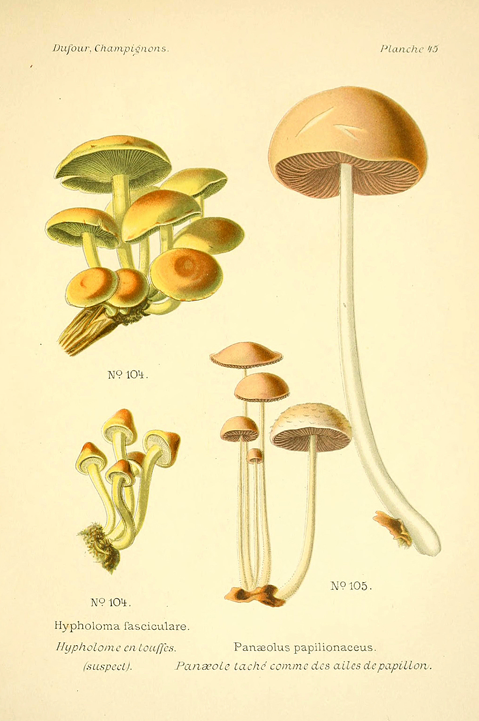 Planche de mycologie de Léon Marie Dufour n° 45.