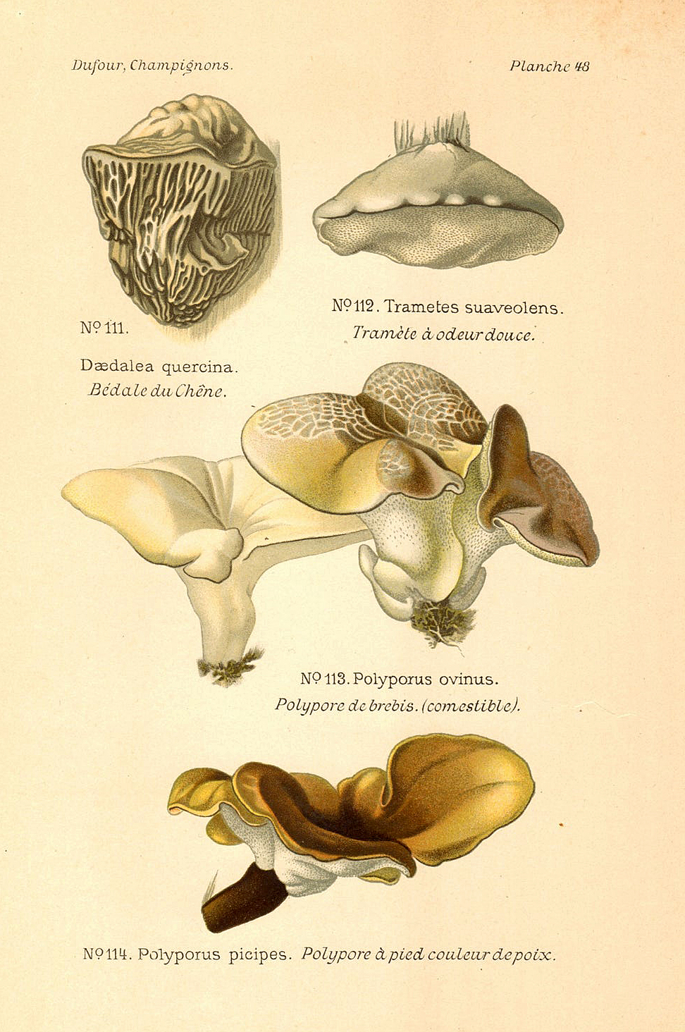 Planche de mycologie de Léon Marie Dufour n° 48.