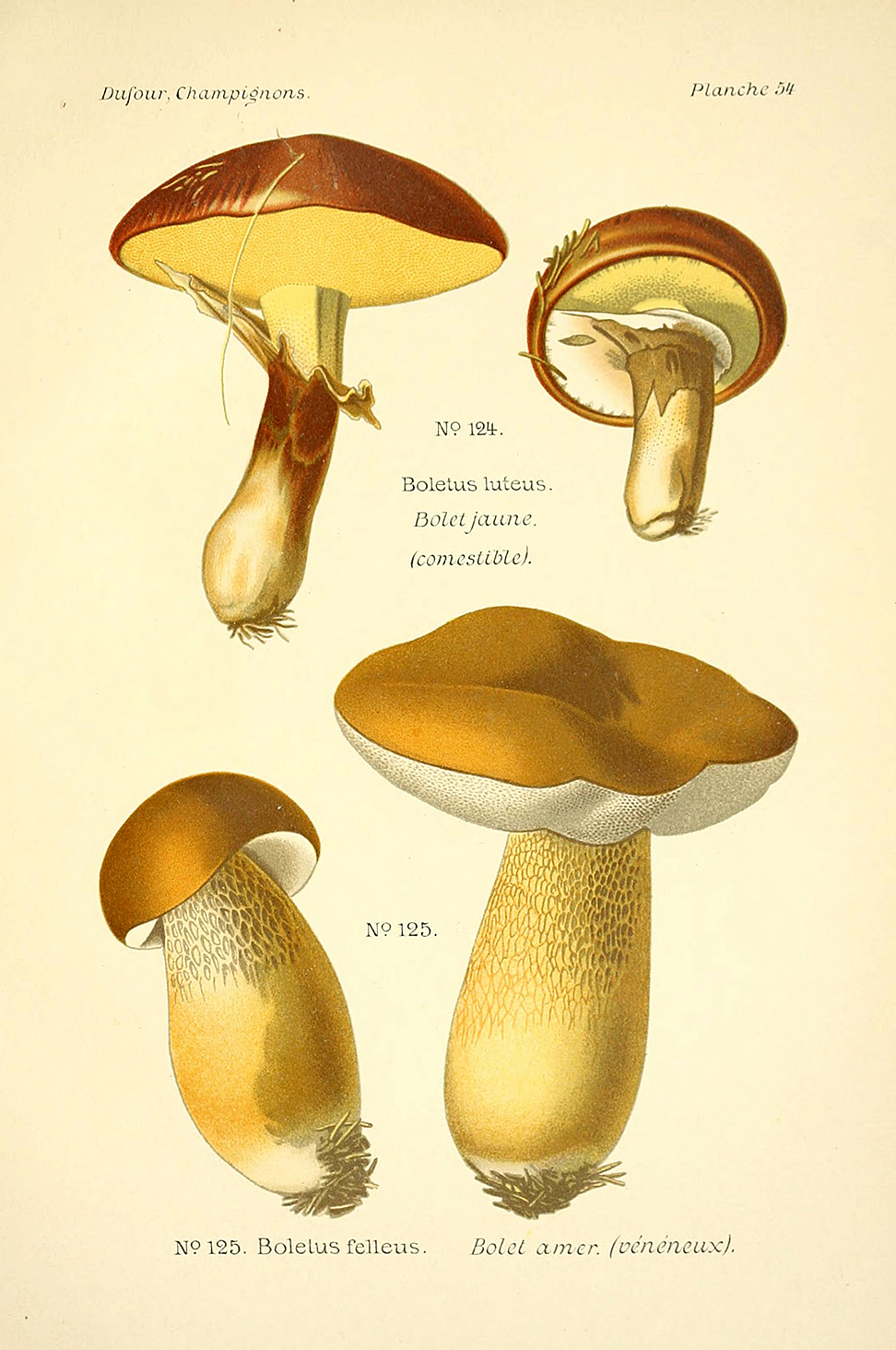Planche de mycologie de Léon Marie Dufour n° 54.