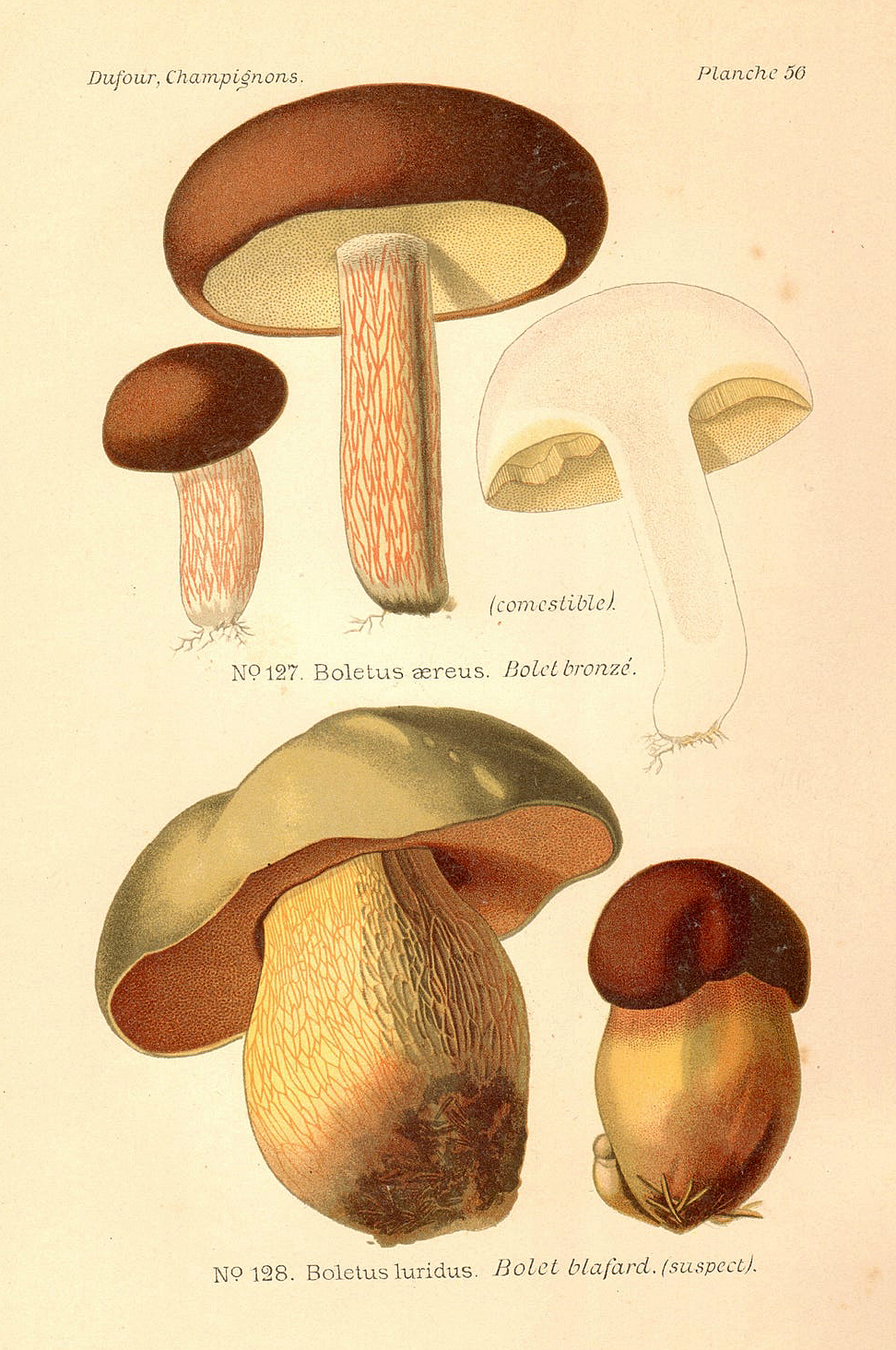 Planche de mycologie de Léon Marie Dufour n° 56.