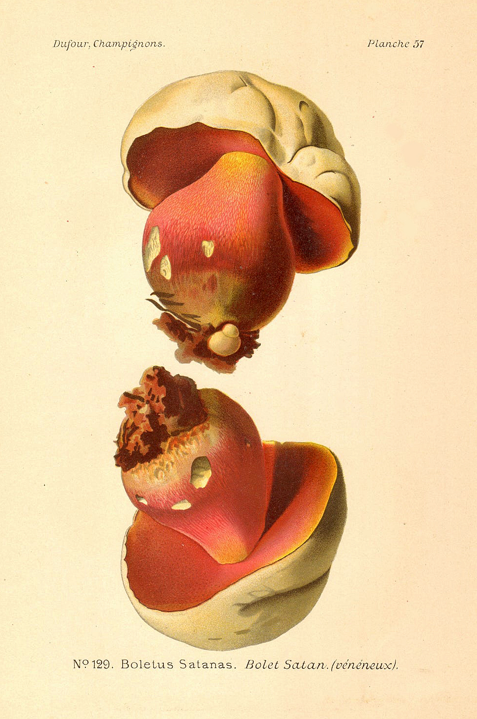 Planche de mycologie de Léon Marie Dufour n° 57.