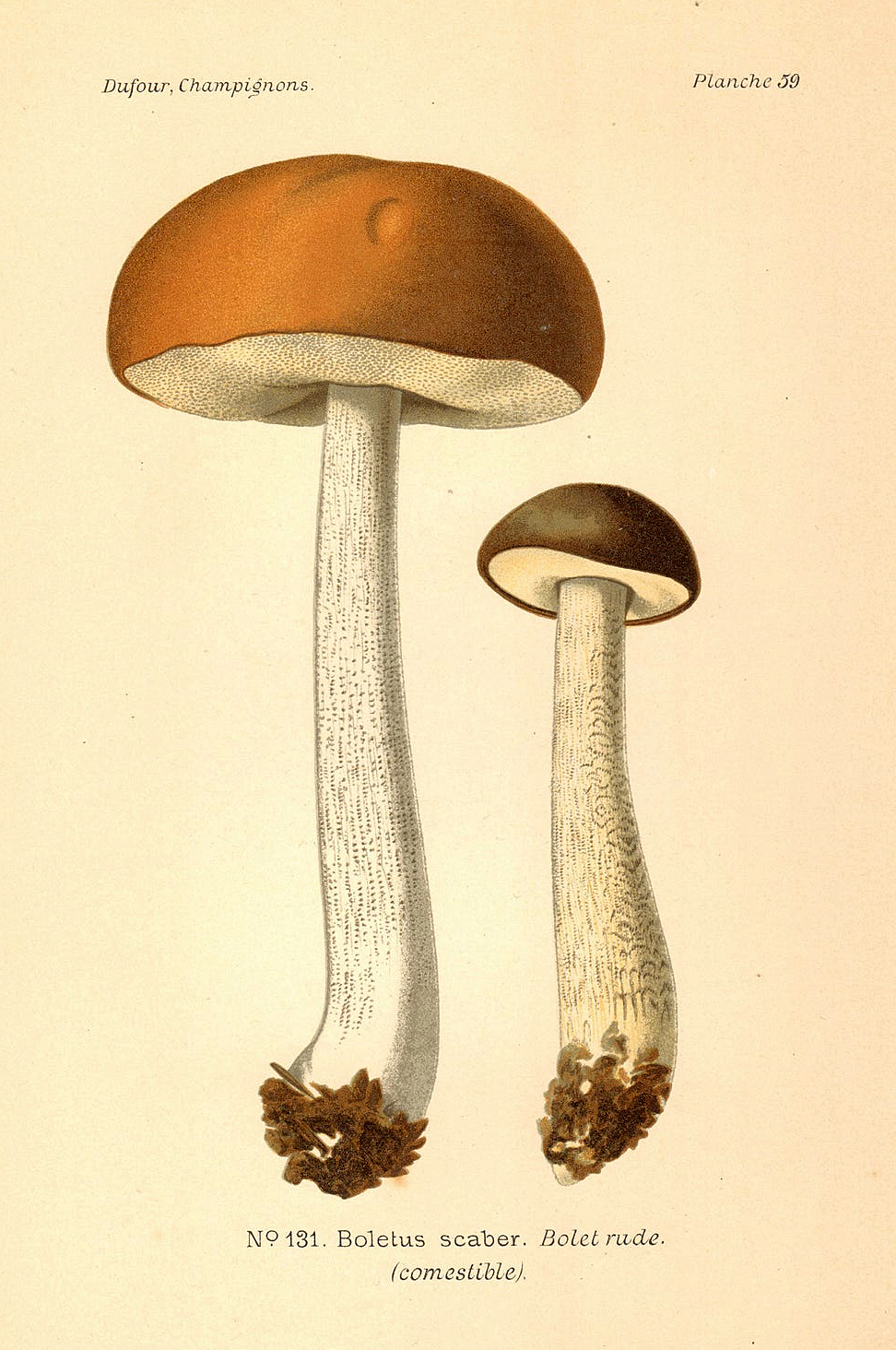 Planche de mycologie de Léon Marie Dufour n° 59.