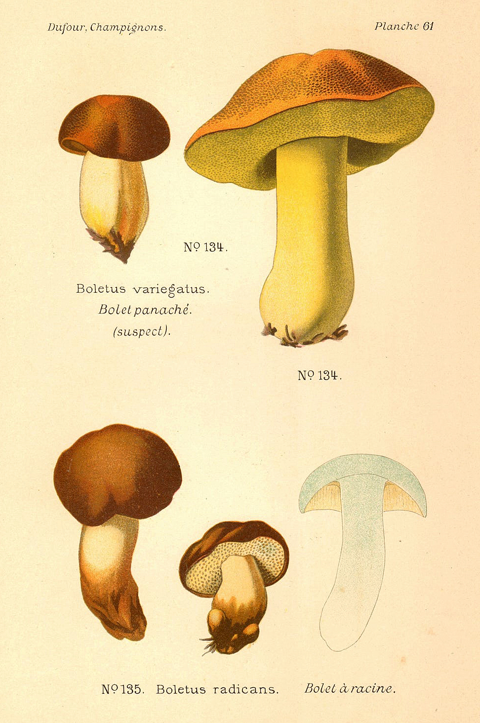 Planche de mycologie de Léon Marie Dufour n° 61.