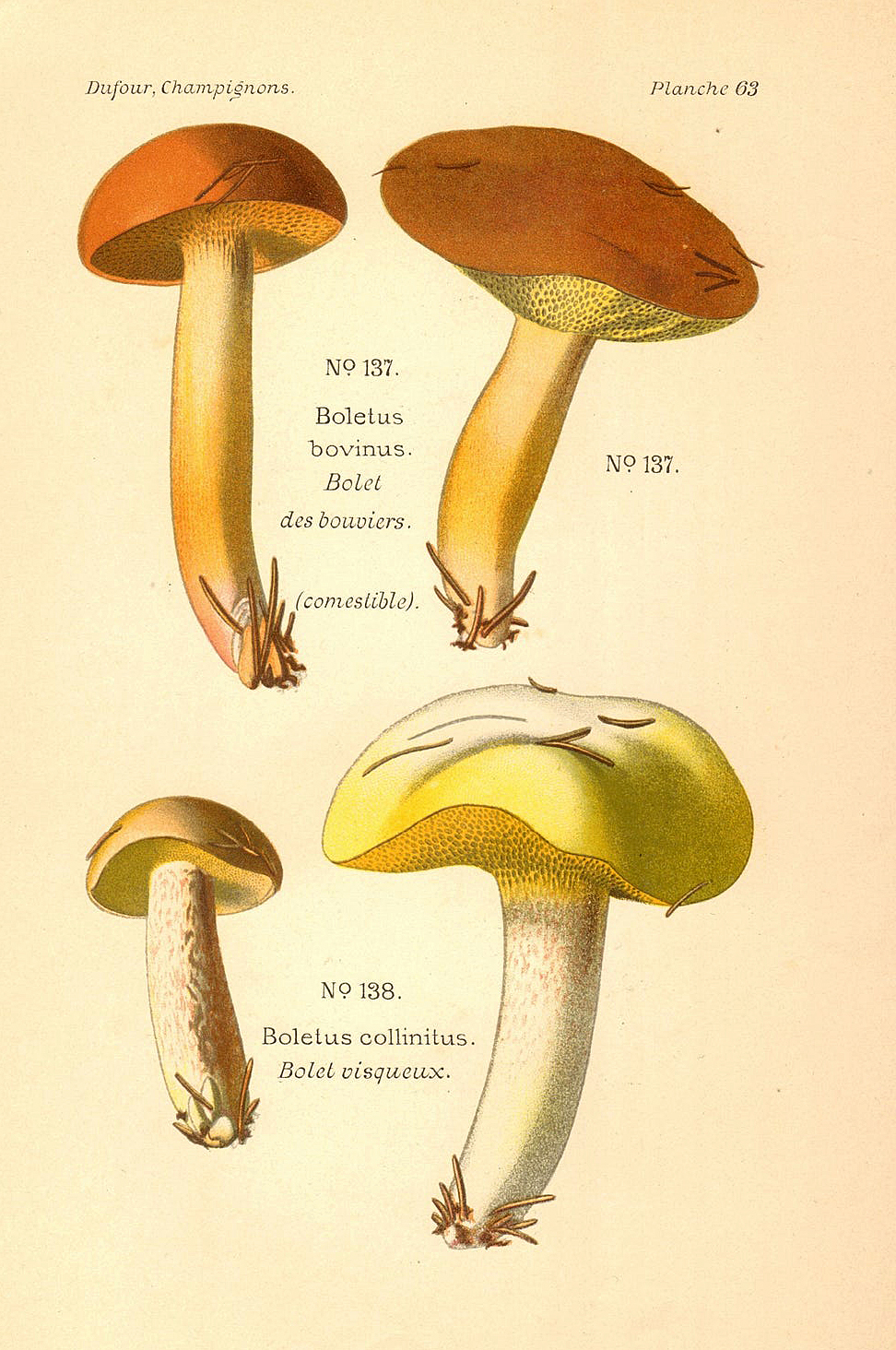 Planche de mycologie de Léon Marie Dufour n° 63.