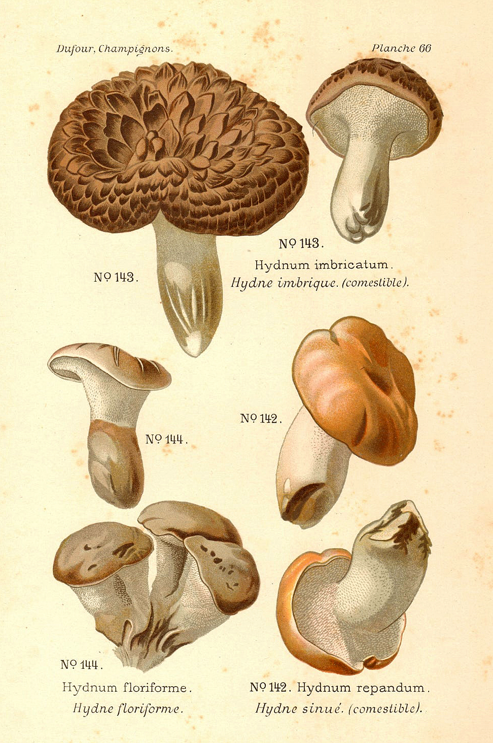 Planche de mycologie de Léon Marie Dufour n° 66.