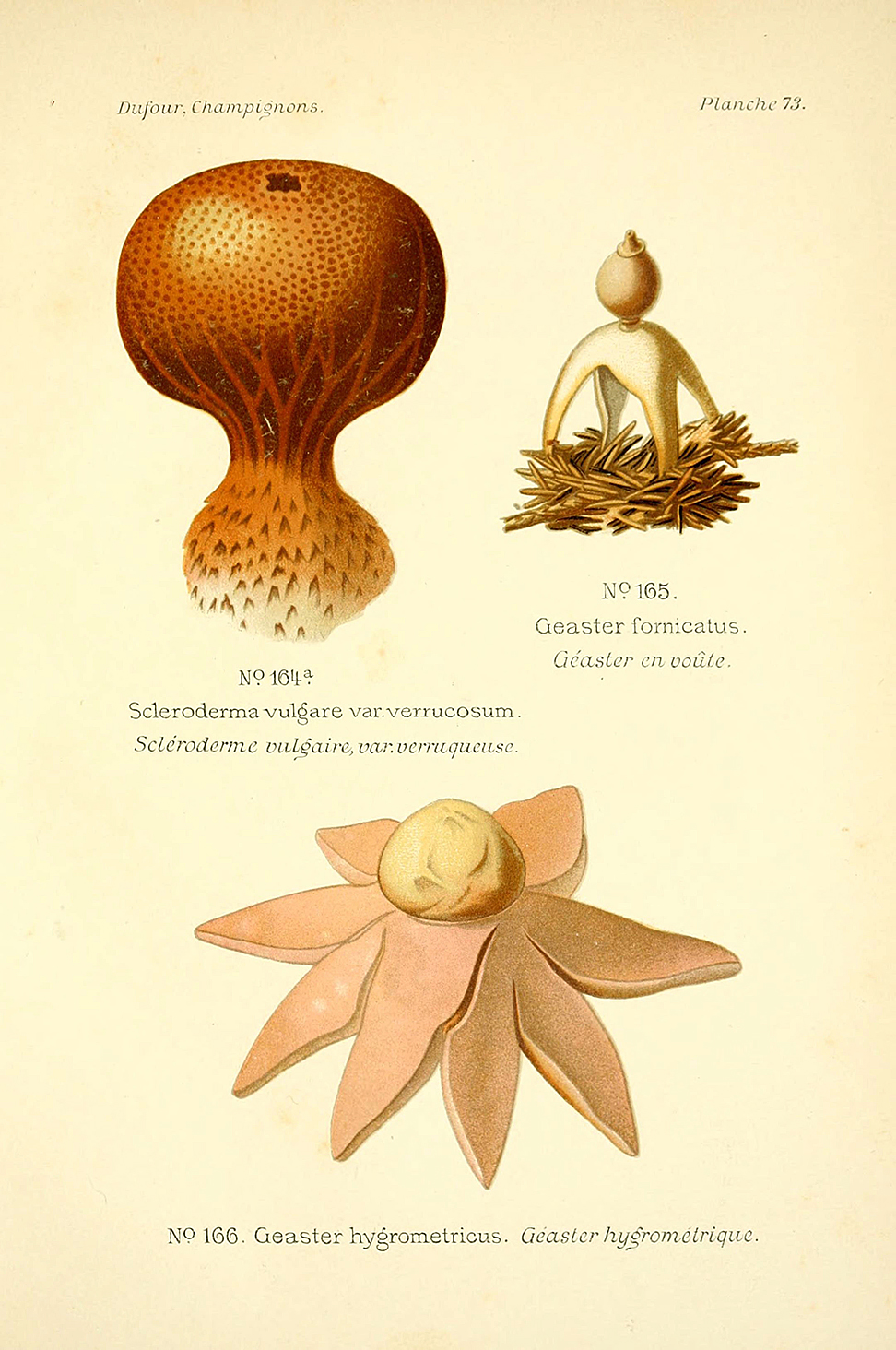 Planche de mycologie de Léon Marie Dufour n° 73.