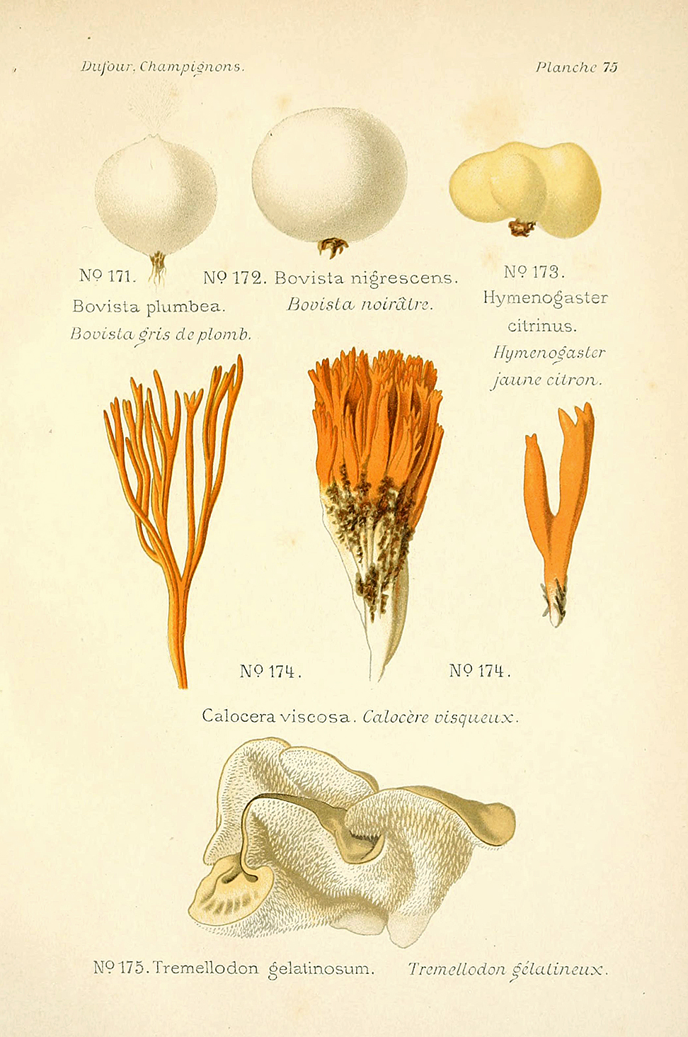 Planche de mycologie de Léon Marie Dufour n° 75.