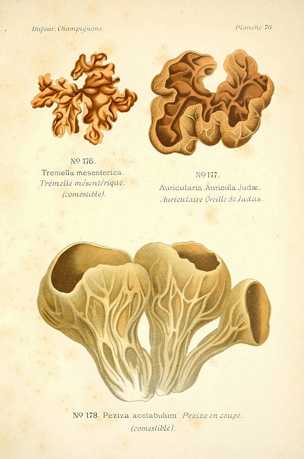 Planche de mycologie de Léon Marie Dufour n° 76.