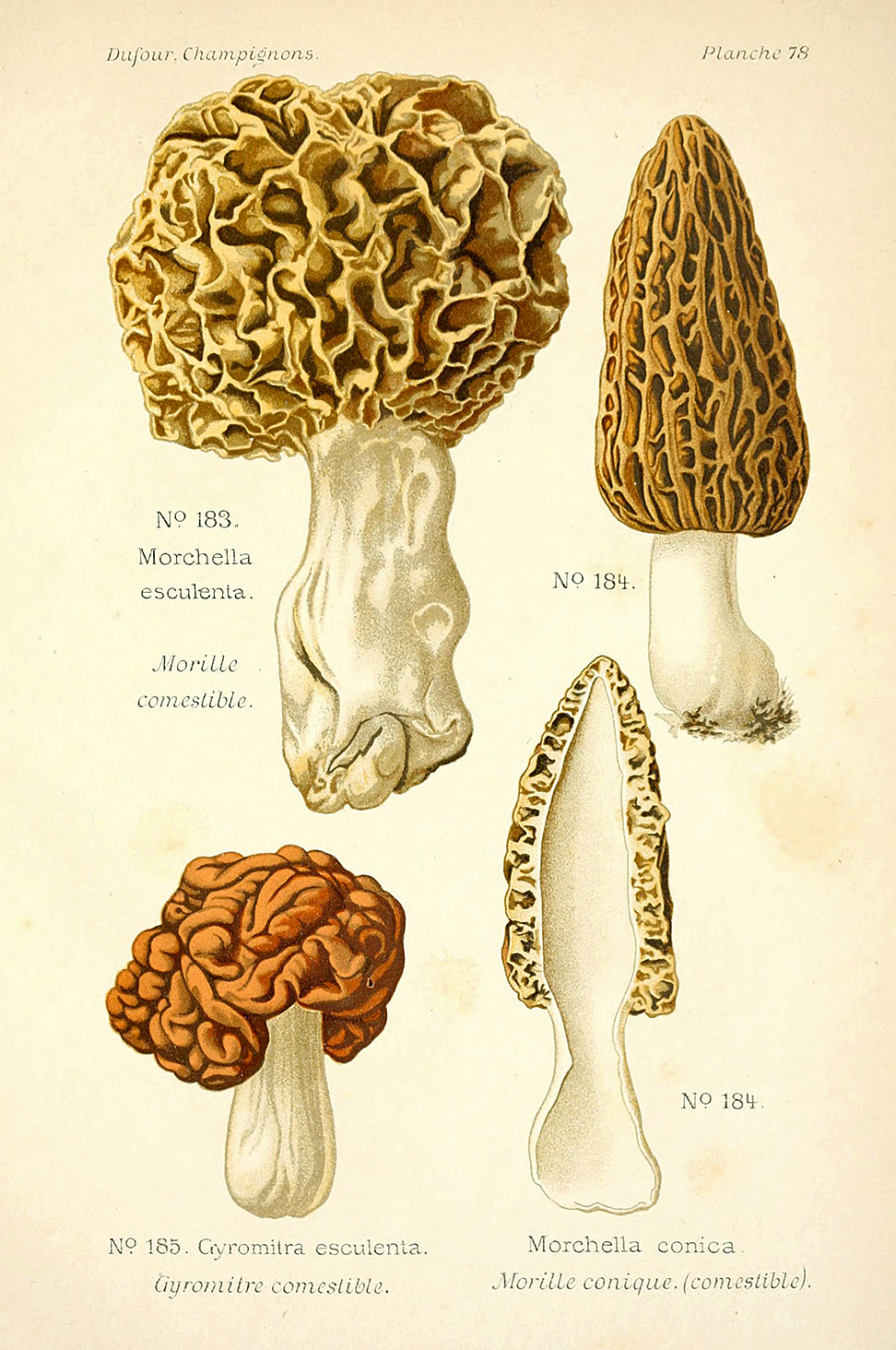 Planche de mycologie de Léon Marie Dufour n° 78.