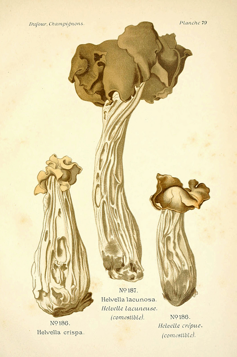 Planche de mycologie de Léon Marie Dufour n° 79.