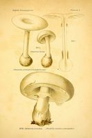 Planche Léon Marie Dufour n° 1. Cliquer pour ouvrir la page.