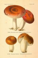 Planche Léon Marie Dufour n° 29. Cliquer pour ouvrir la page.