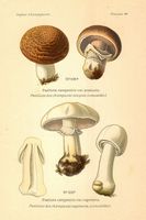 Planche Léon Marie Dufour n° 44. Cliquer pour ouvrir la page.