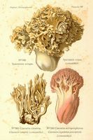 Planche Léon Marie Dufour n° 68. Cliquer pour ouvrir la page.