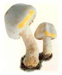Agaric jaunissant.
