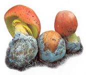 Amanite des Césars.