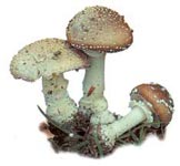 Amanite panthère.