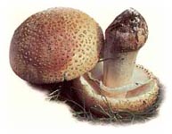 Amanite rougissante.