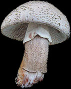 Amanite rougissante.