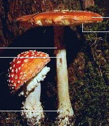 Amanite tue mouche (description).