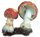 Amanite tue mouche.