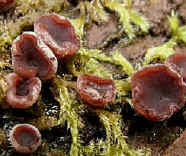 Ascomycetes (en coupe).