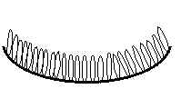Ascomycetes (coupe diagonale).