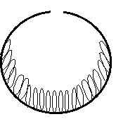 Ascomycetes (perithecium).