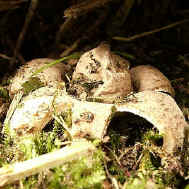 Basidiomycetes (etoile-de-terre).