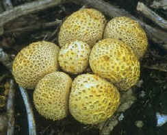 Basidiomycetes (scleroderme vulgaire)