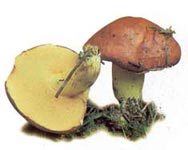Bolet granulé.