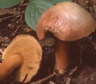 Bolet poivré.