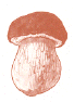 Bolétacées.