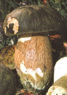 Cèpe bronzé.