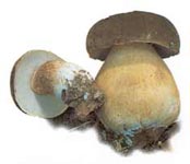 Cèpe bronzé.