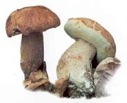 Cèpe d'été.