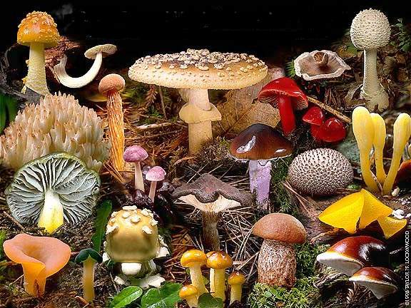 Champignons.