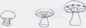 L'identification des champignons. Champignons à voile provisoire.