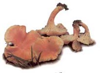 Chanterelle abricot