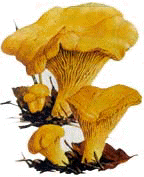 Chanterelle ciboire.