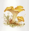Chanterelle ciboire. Dessin.