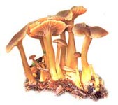Chanterelle en tube.