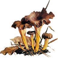 Chanterelle jaune.
