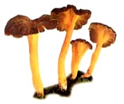 Chanterelle jaune. Dessin.