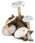 Clitocybe blanchi.