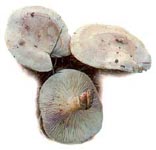 Clitocybe du bord des routes.