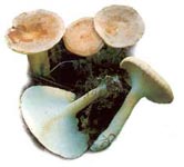Clitocybe en entonnoir.