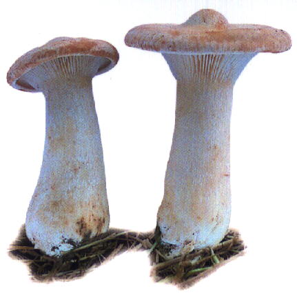 Clitocybe géotrope.