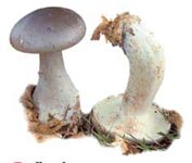 Clitocybe nébuleux.