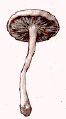 Clitocybes.